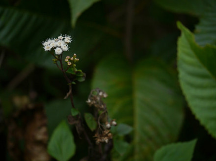 紫茎泽兰