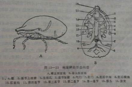 专性寄生虫图示