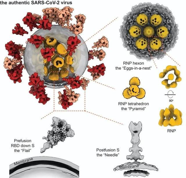 新冠病毒全病毒精细结构
