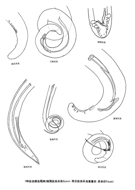 7种丝虫雄虫尾端