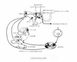 获得性弓形虫病