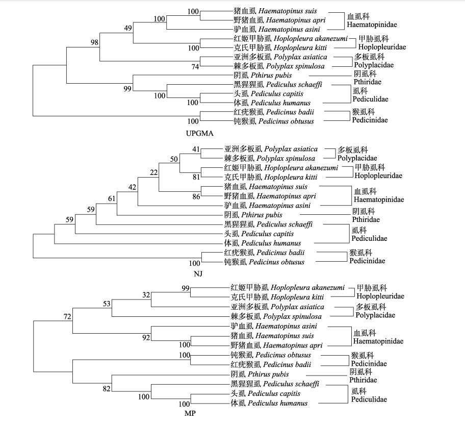 13种吸虱16SrRNA基因序列的进化树