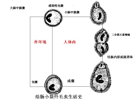 结肠小袋毛虫形态与生活史