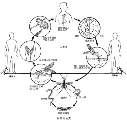 丝虫生活史