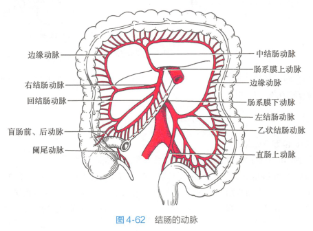 结肠的动脉