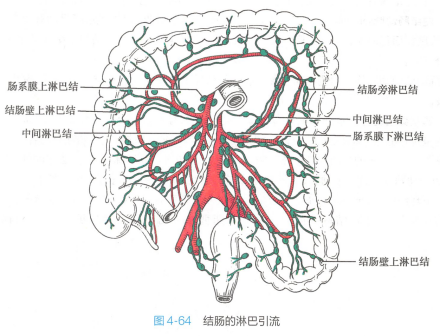 结肠的淋巴引流