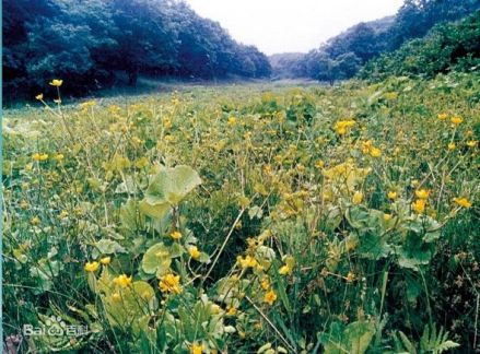 大草原景观