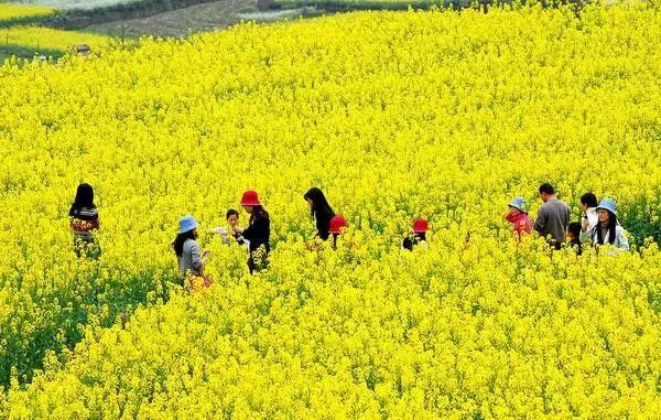 孔村镇油菜花地