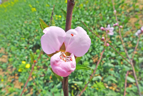 盐城龙冈桃花园