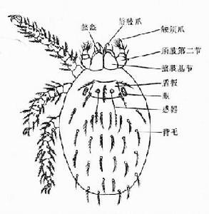 恙螨