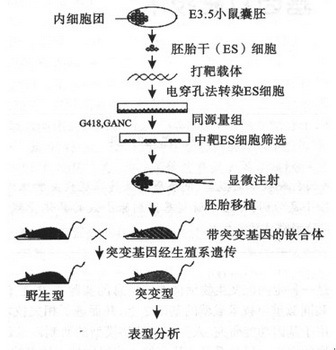 基因打靶