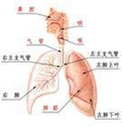 哮喘性支气管炎