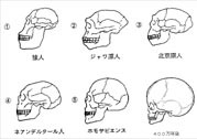 人类文明