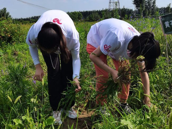 孝直镇村民在除杂草