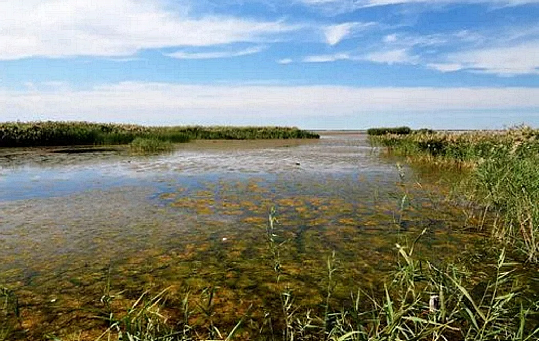 乌梁素海岸边的浮游植物