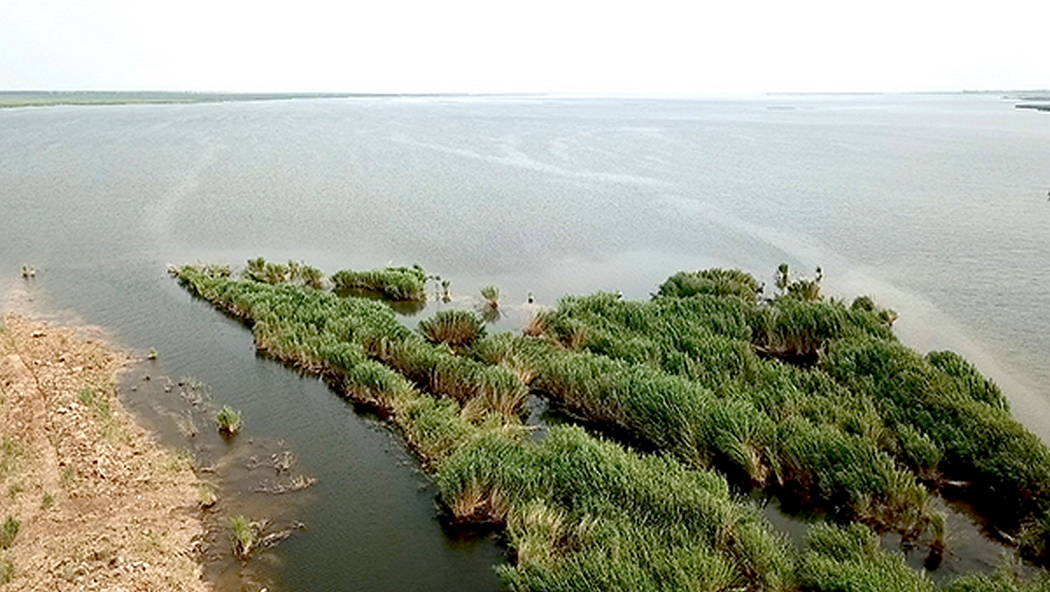 乌梁素海岸边的芦苇荡