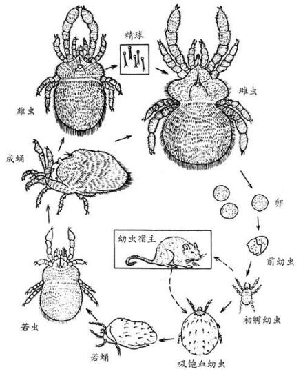 蛛形纲真螨目动物