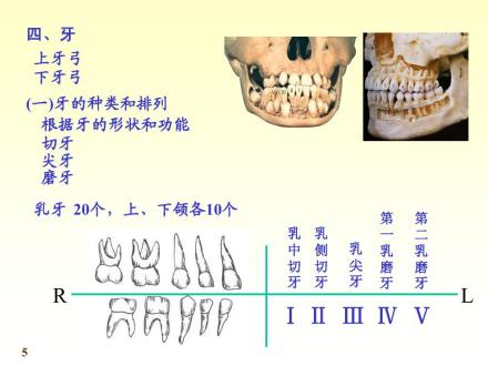 牙齿的种类和排列1