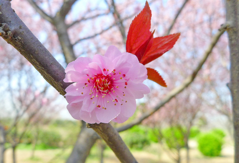 阜宁羊寨桃花源