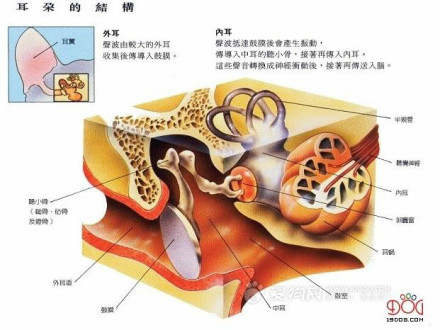 狗的耳朵结构