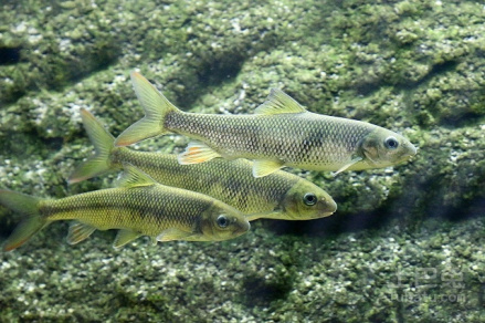 泰山赤鳞鱼