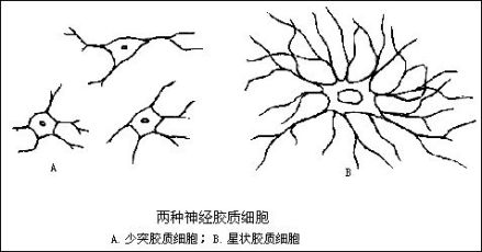 神经胶质细胞