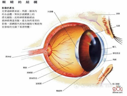 狗的眼睛结构