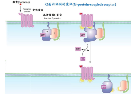 G蛋白偶联受体的信号转导方式