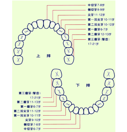 牙齿结构