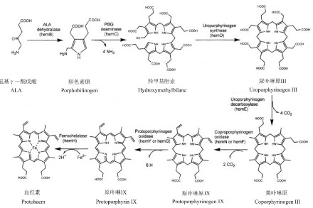 从ALA到血红素的生物合成途径