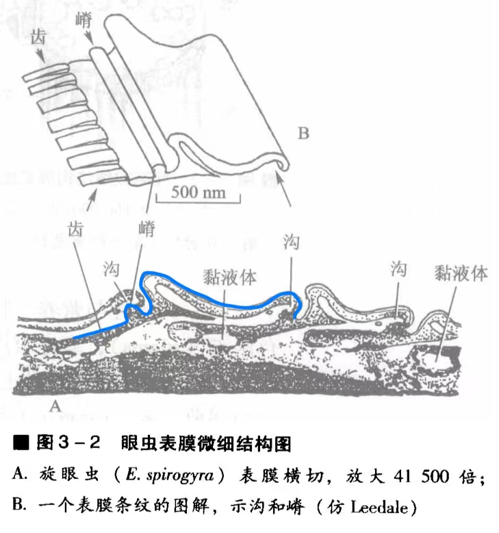 眼虫表膜结构（摘自刘凌云《普通动物学》）