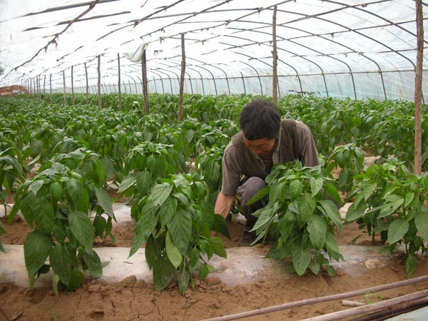 商河县的蔬菜大棚