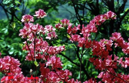 尧山杜鹃花节