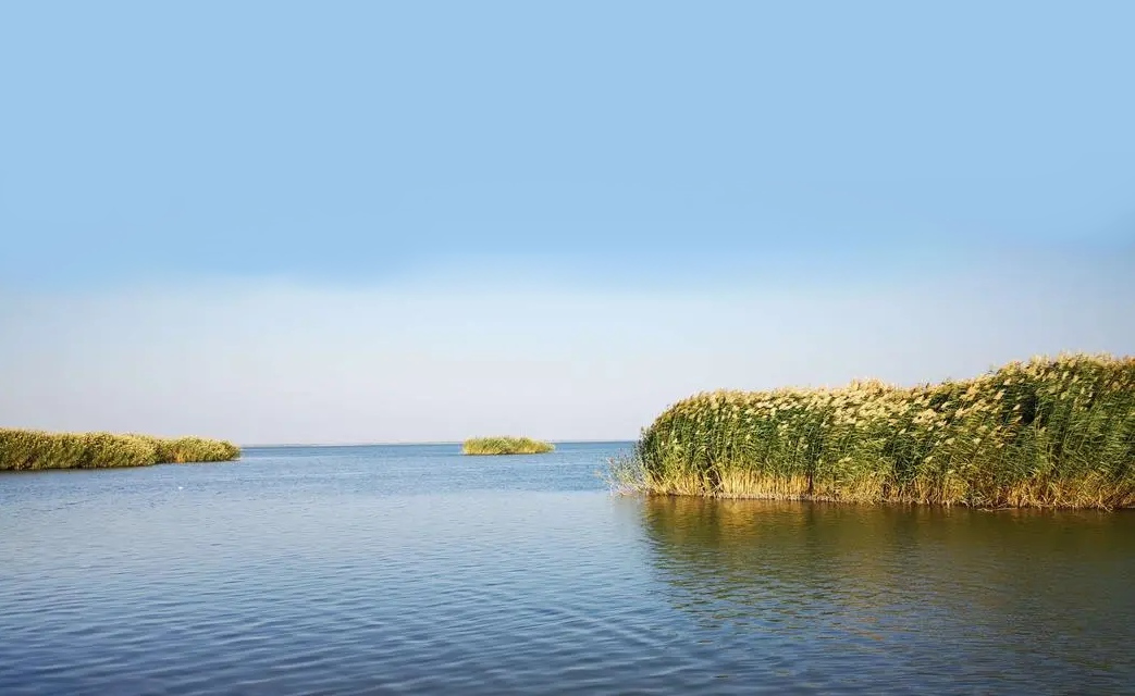 乌梁素海岸边的芦苇荡