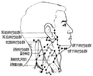 人体淋巴腺体标示图