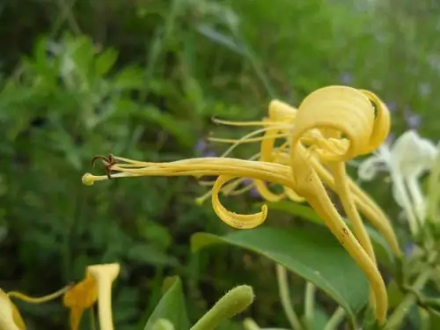 尖山金银花