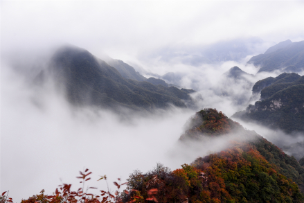 黄楝树林场