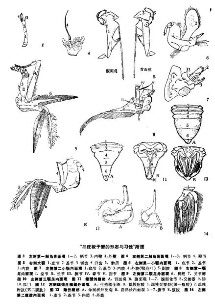 各部分形态特征图