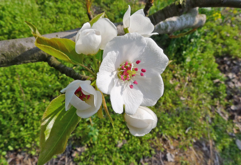 阜宁羊寨桃花源