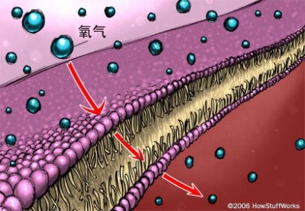 人工血液利用了被动扩散的原理