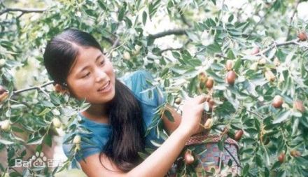 永城红枣