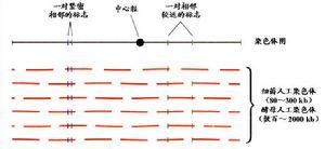 人类基因组图谱