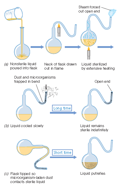 Pasteur's swan-necked flask experiment 