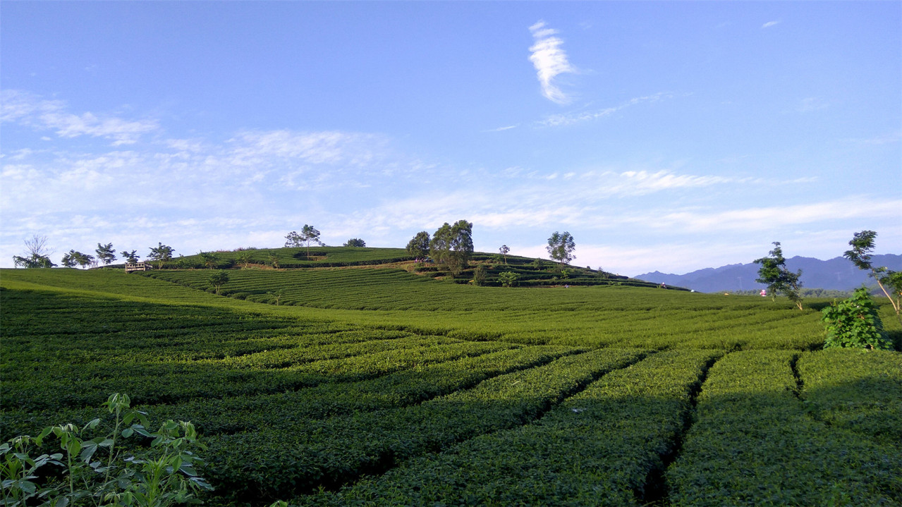 上林县万古茶场