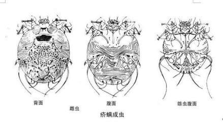 医学原虫