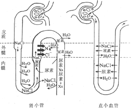 髓袢