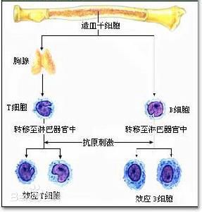 淋巴细胞的分化示意图