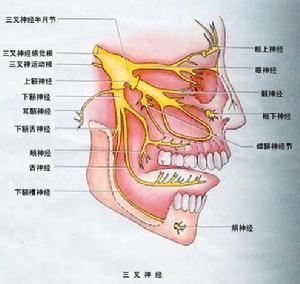 角膜反射相应的神经传导通路