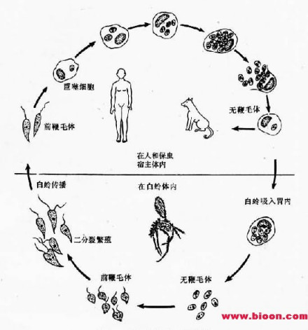 医学原虫生活史