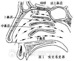 嗅觉